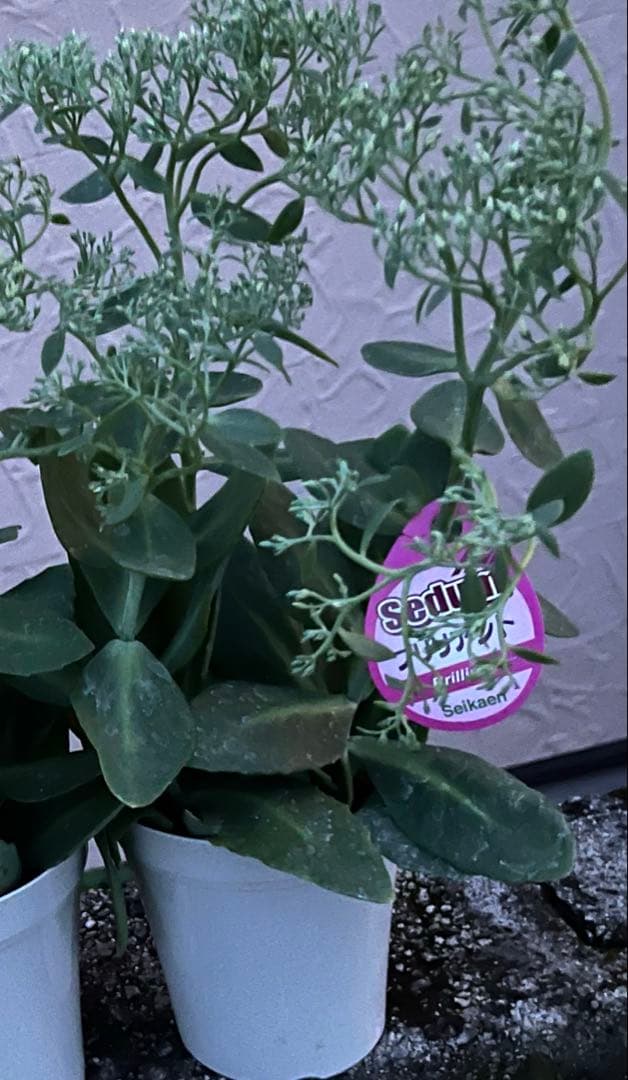 オオベンケイソウ（大弁慶草） 2鉢 もうすぐ開花 沢山の蕾付き 宅急便匿名発送