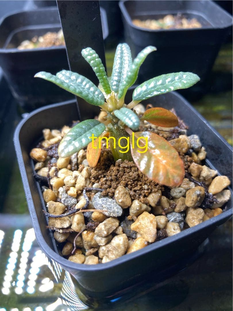 ドルステニア　ギガス　ブラータ　種子10粒