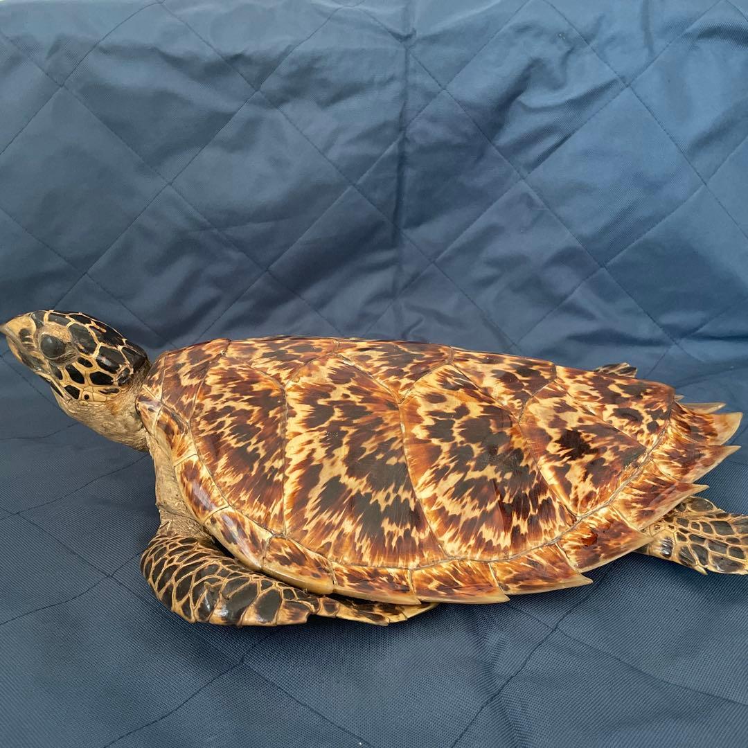 タイマイ ウミガメ 剥製 国際希少野生動植物種登録票有り - メルカリ