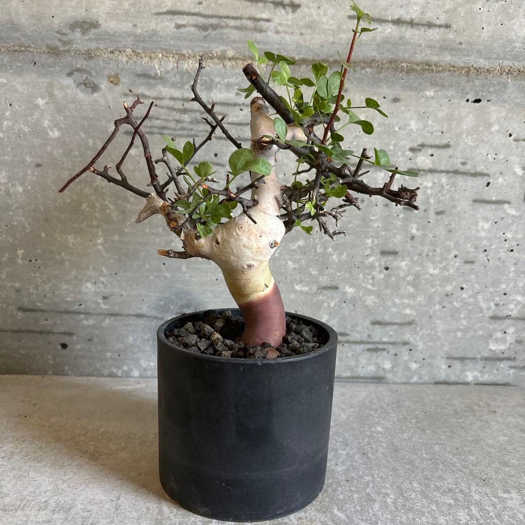 コミフォラ カタフ ピュア ソマリア産 良型 - メルカリ