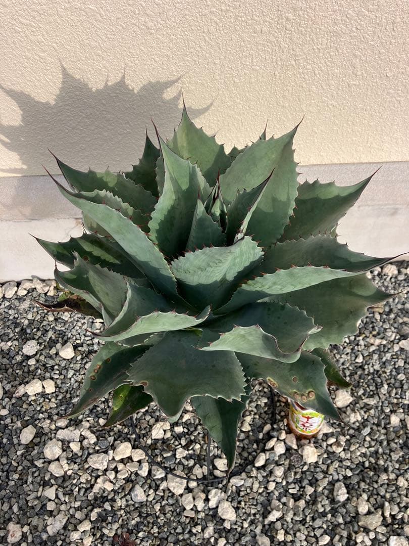 特選 アガベ オバティフォリア大株 実生 優良株 フロスティブルー