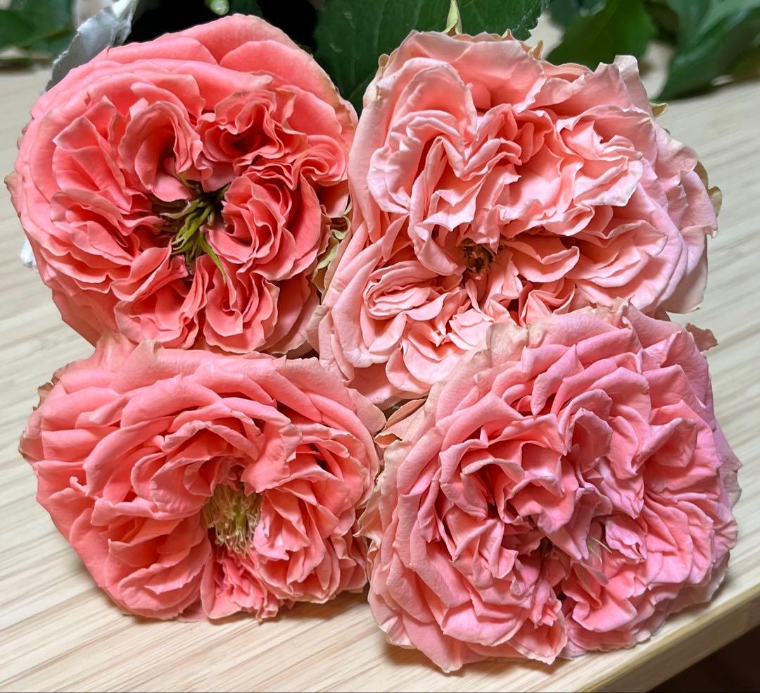 超レア 切花品種 大輪 ピンク 中香 花持ちが良い 四季咲 バラ苗 - メルカリ