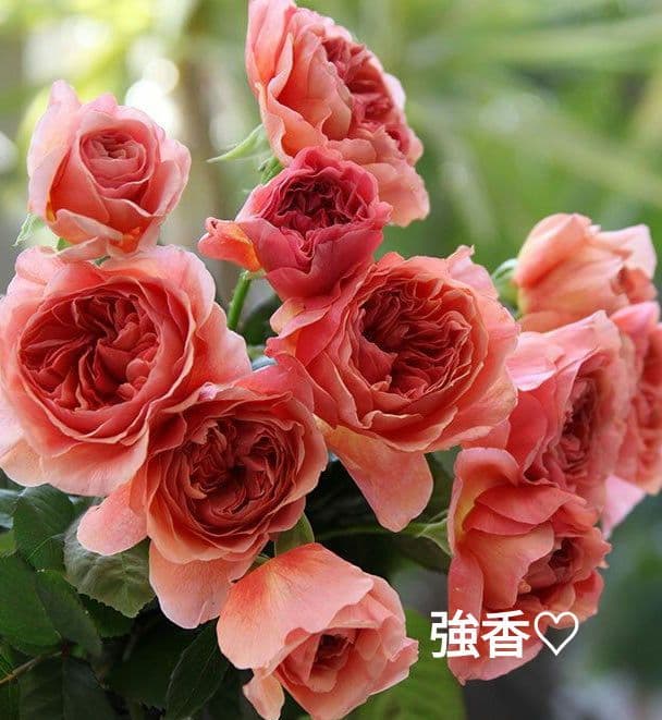 薔薇苗 和バラ 強香♡ 強健 四季咲き バラ苗 - メルカリ