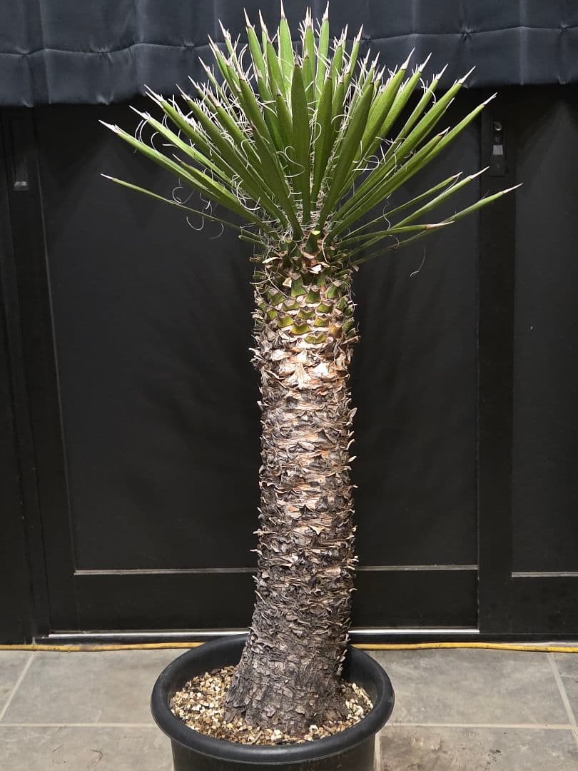 専用出品 セットリピ割 ユッカ フィリフェラ (あ) 曲がり株