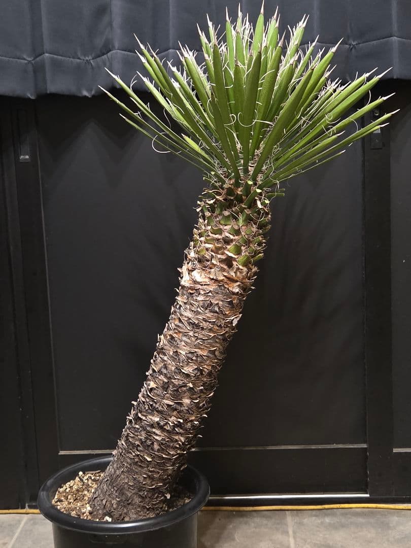 専用出品 セットリピ割 ユッカ フィリフェラ (あ) 曲がり株