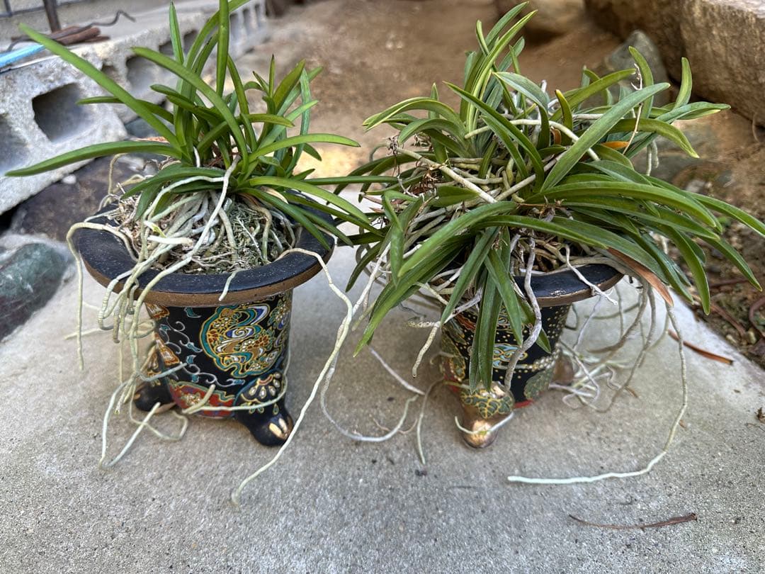 富貴蘭　風蘭　2鉢　品種はわかりません