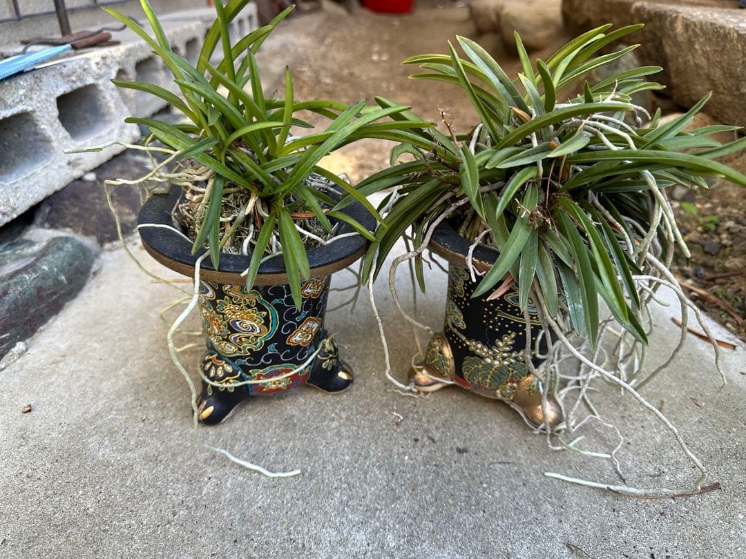 富貴蘭　風蘭　2鉢　品種はわかりません