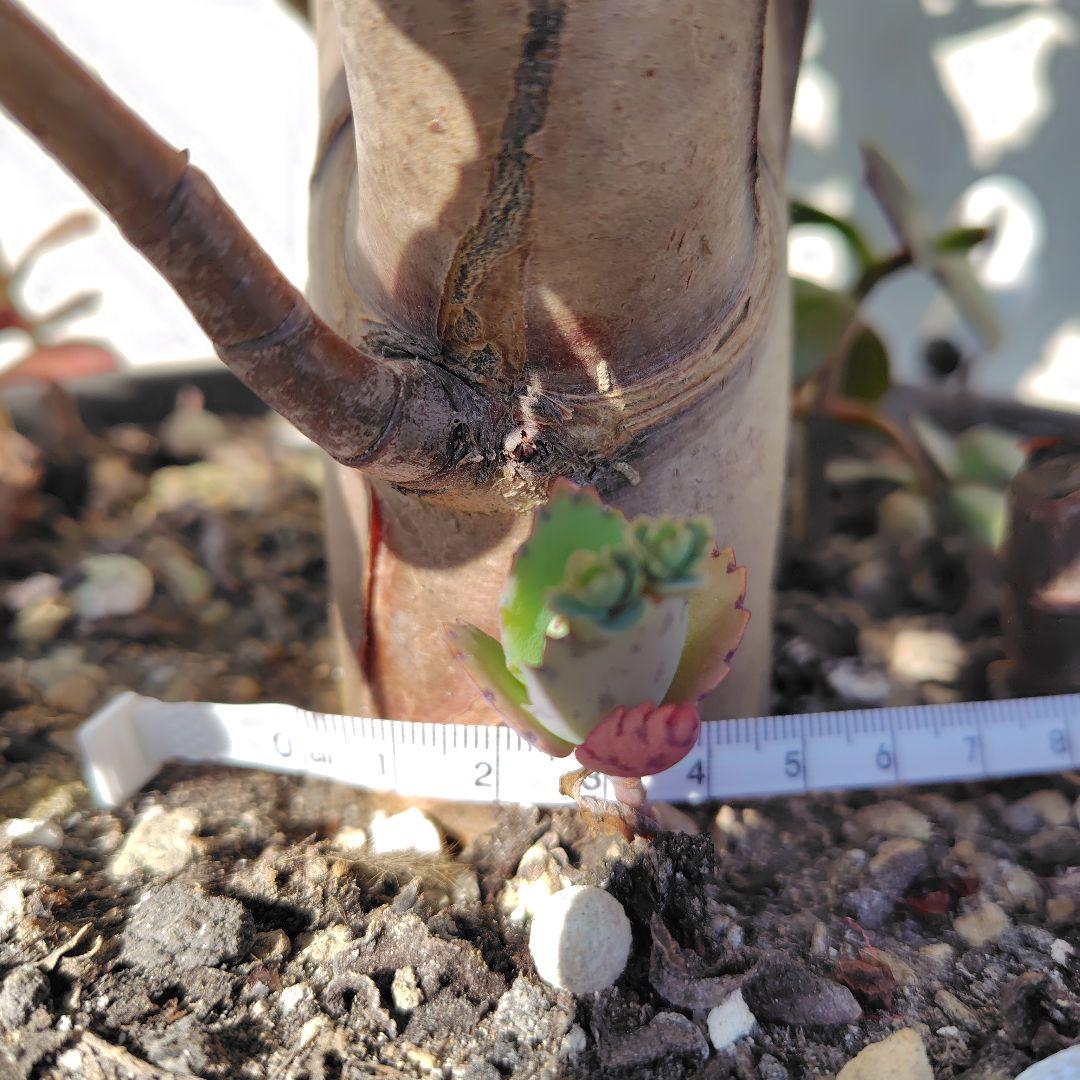 2*o様 大きい❗️ 金のなる木 多肉植物 縁起物 ８号 花月 陶器鉢 観葉植物