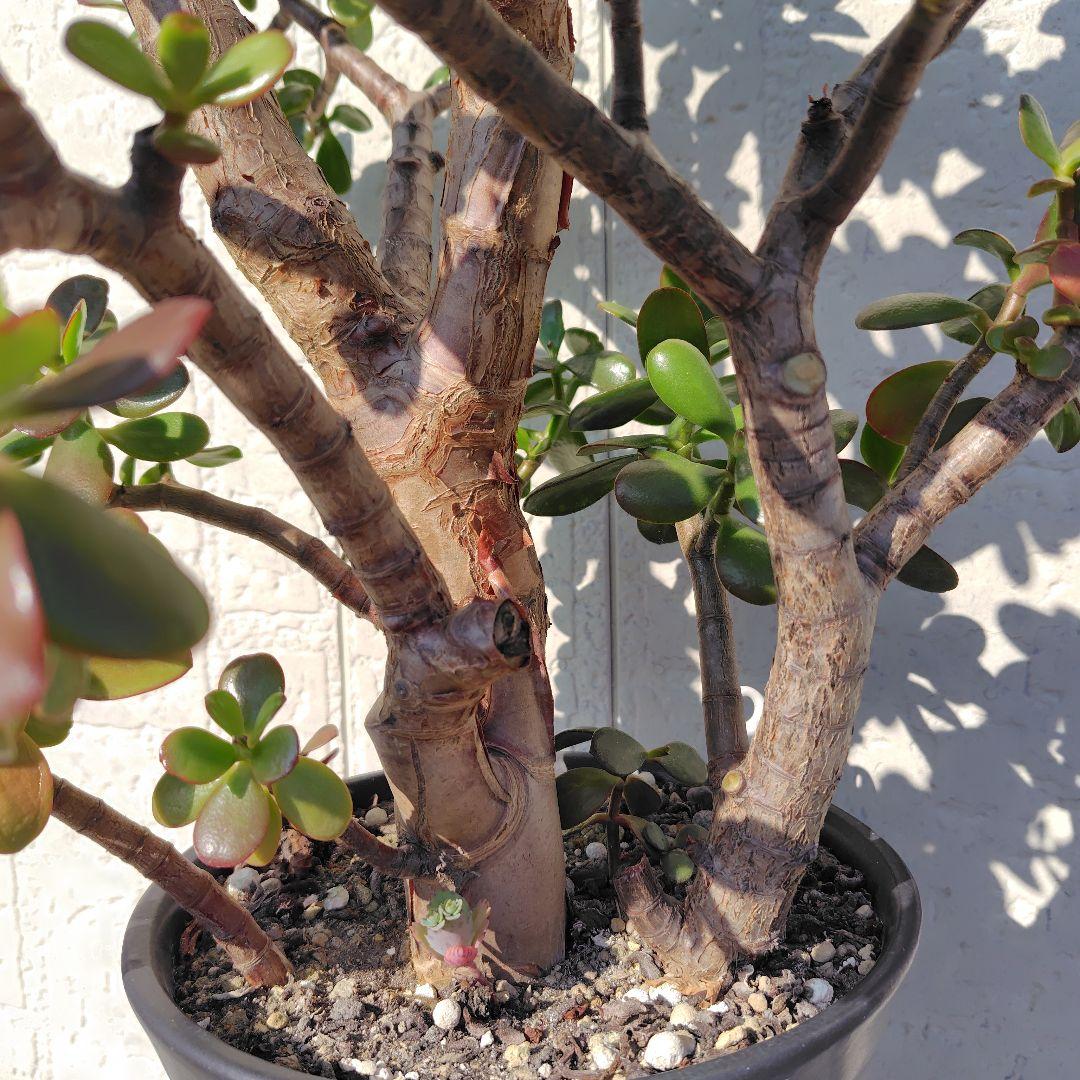 2*o様 大きい❗️ 金のなる木 多肉植物 縁起物 ８号 花月 陶器鉢 観葉植物