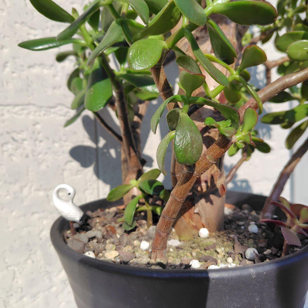 2*o様 大きい❗️ 金のなる木 多肉植物 縁起物 ８号 花月 陶器鉢 観葉植物