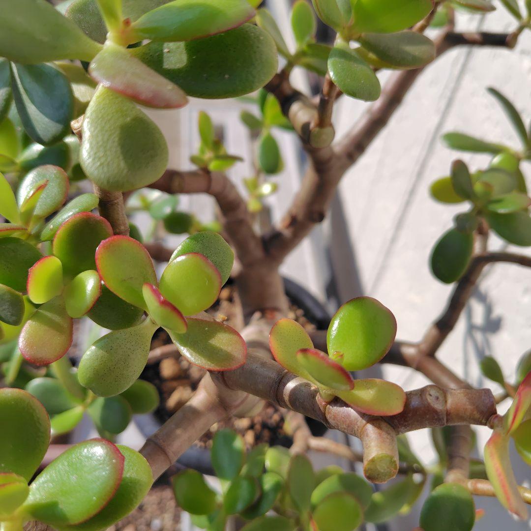 2*o様 大きい❗️ 金のなる木 多肉植物 縁起物 ８号 花月 陶器鉢 観葉植物