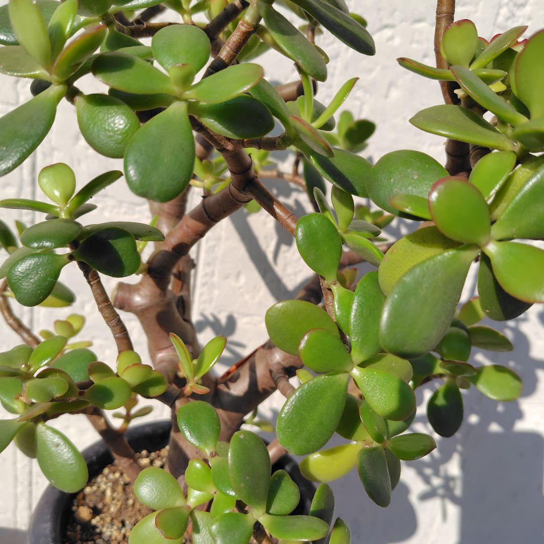 2*o様 大きい❗️ 金のなる木 多肉植物 縁起物 ８号 花月 陶器鉢 観葉植物