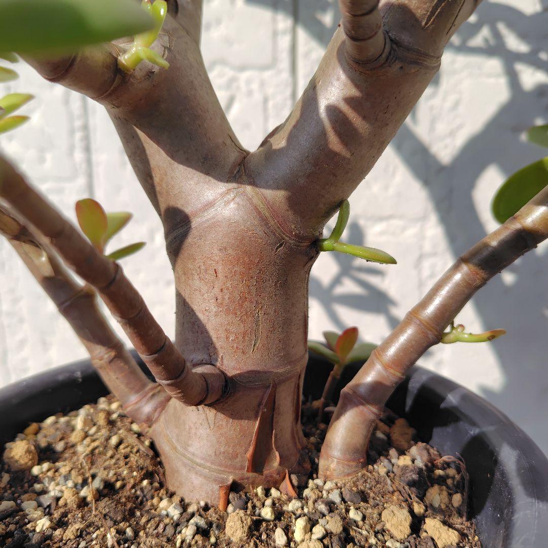 2*o様 大きい❗️ 金のなる木 多肉植物 縁起物 ８号 花月 陶器鉢 観葉植物