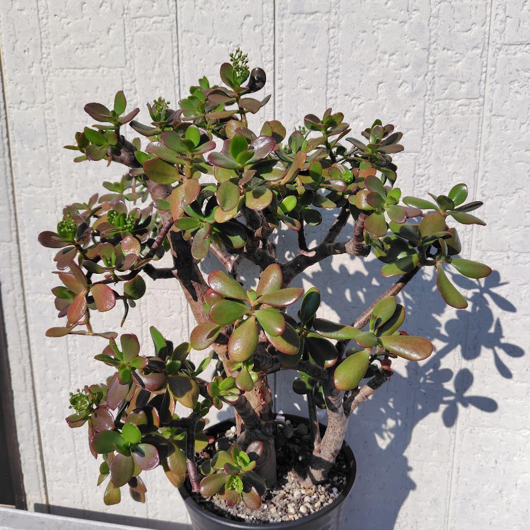 2*o様 大きい❗️ 金のなる木 多肉植物 縁起物 ８号 花月 陶器鉢 観葉植物