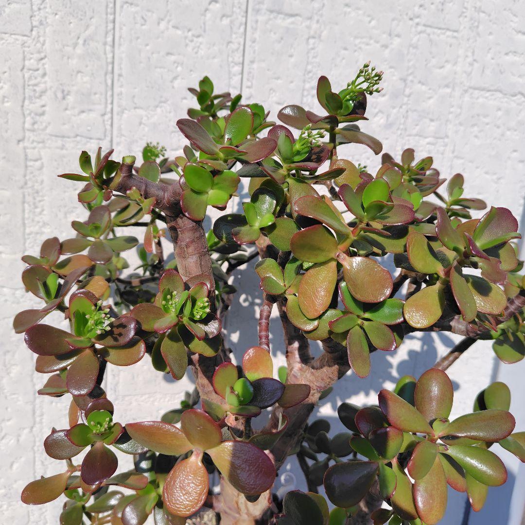 2*o様 大きい❗️ 金のなる木 多肉植物 縁起物 ８号 花月 陶器鉢 観葉植物