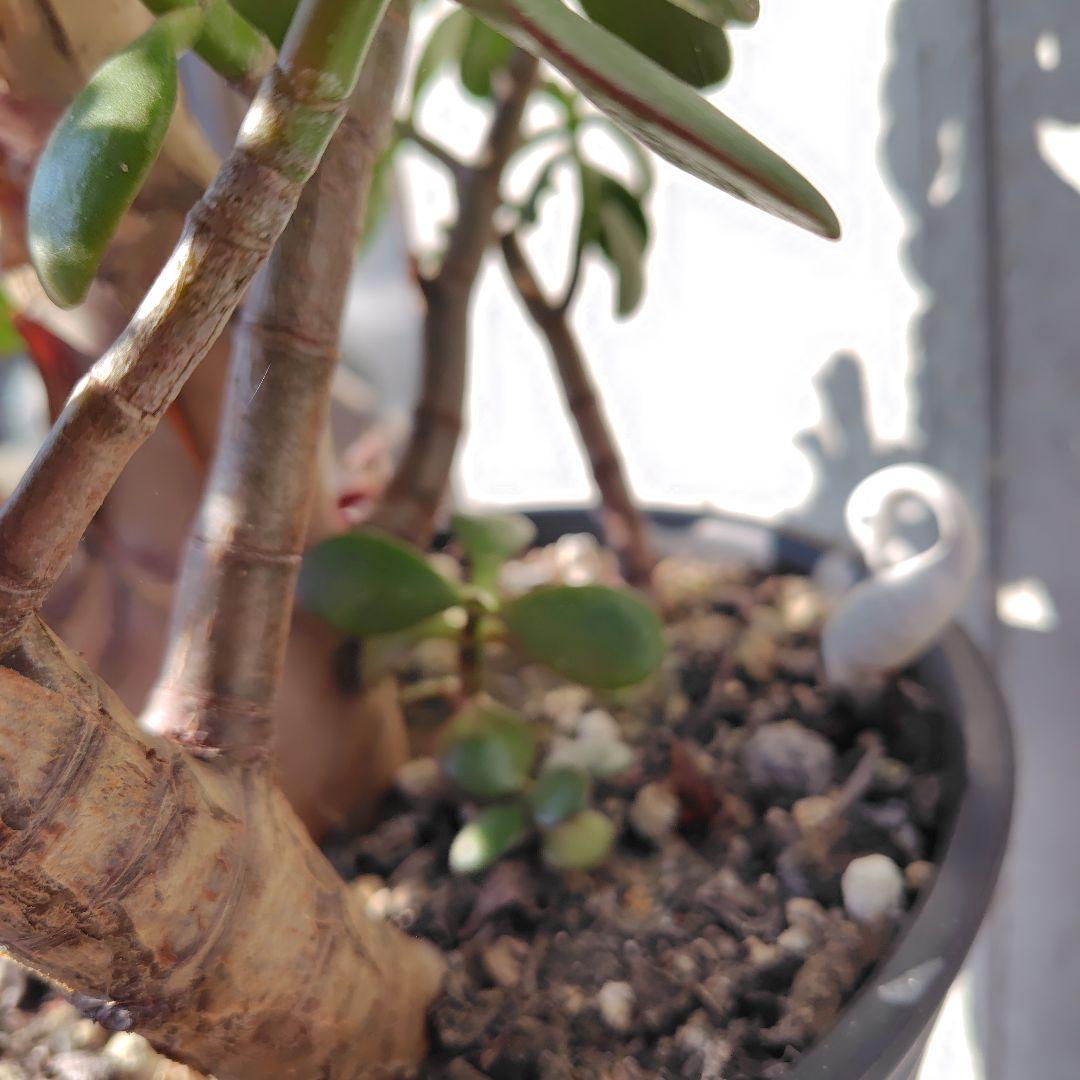 2*o様 大きい❗️ 金のなる木 多肉植物 縁起物 ８号 花月 陶器鉢 観葉植物