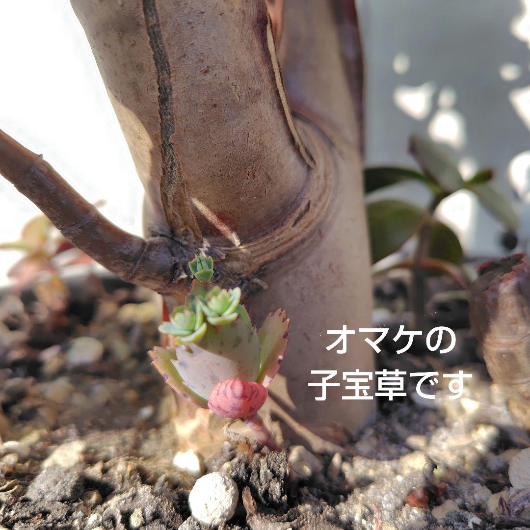 2*o様 大きい❗️ 金のなる木 多肉植物 縁起物 ８号 花月 陶器鉢 観葉植物