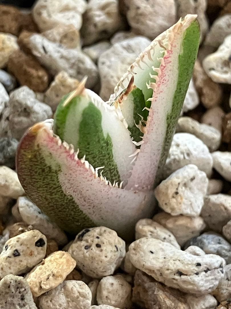 初売り】34 安定株 速達 アガベ チタノタ 豆豆龍錦 覆輪斑 TC