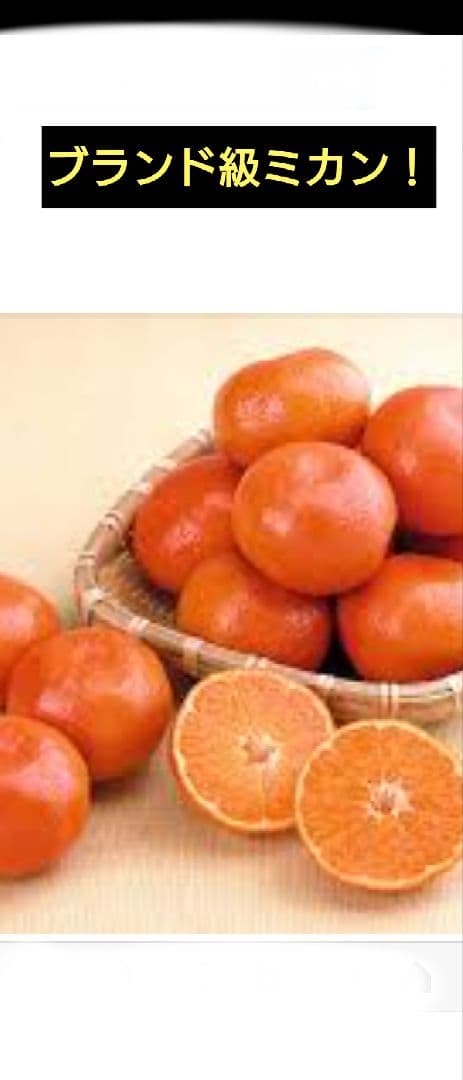 幻のミカン苗木みはや 3年生＋「せとか３年生」セット販売企画！