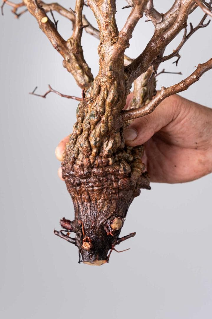 ★本日13時〆 LP89 オペルクリカリア パキプス コーデックス ベアルート株