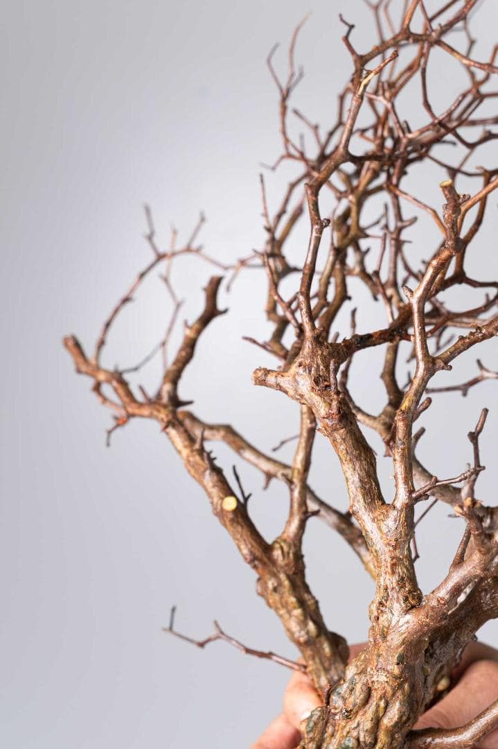 ★本日13時〆 LP89 オペルクリカリア パキプス コーデックス ベアルート株