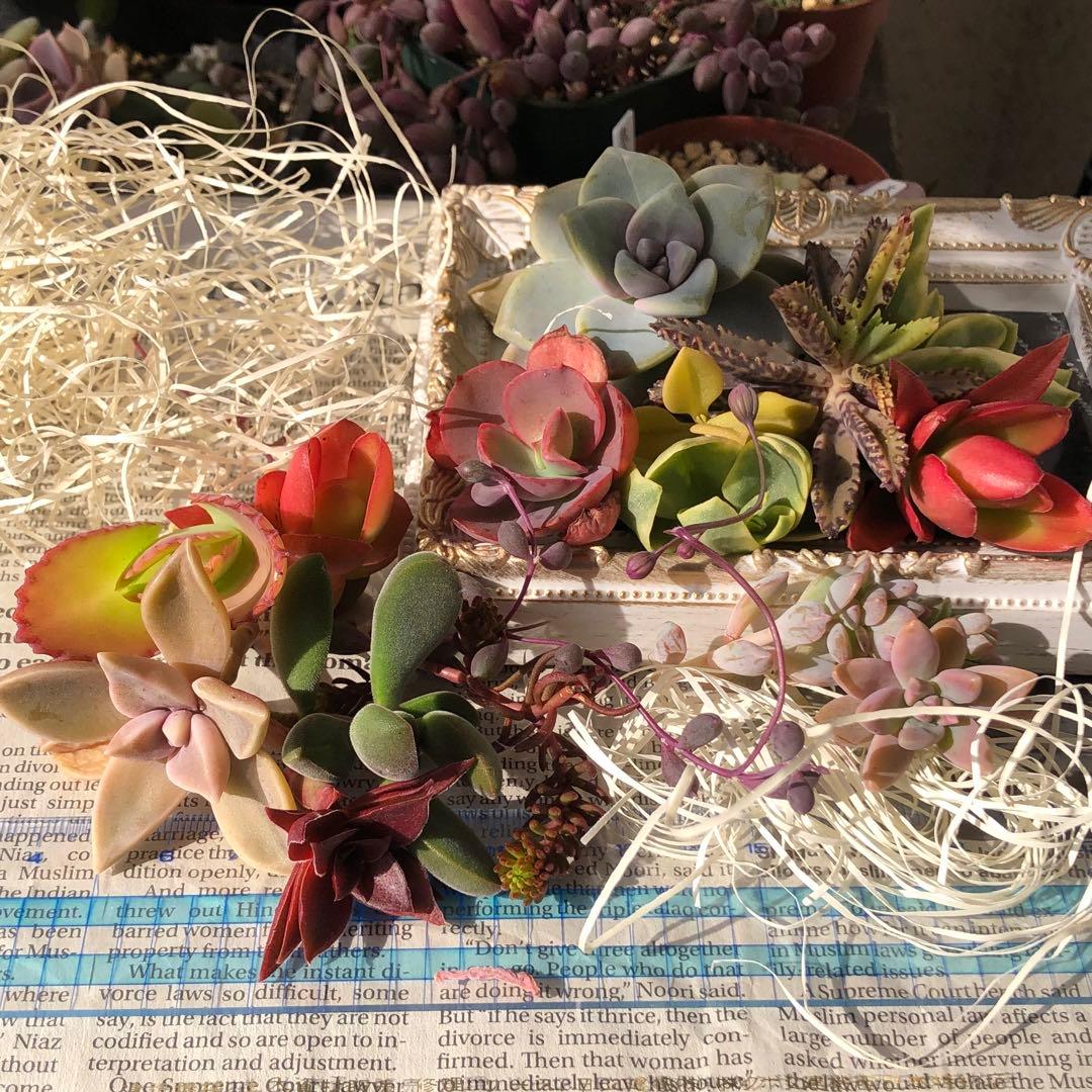 専用‼︎多肉植物^o^  大きめスヨンカット苗セット
