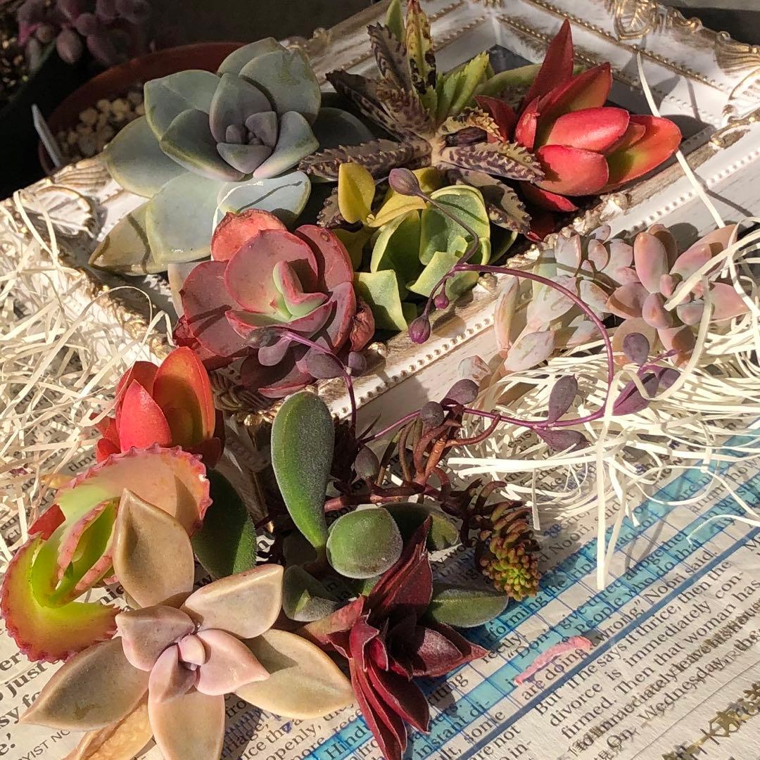 専用‼︎多肉植物^o^  大きめスヨンカット苗セット