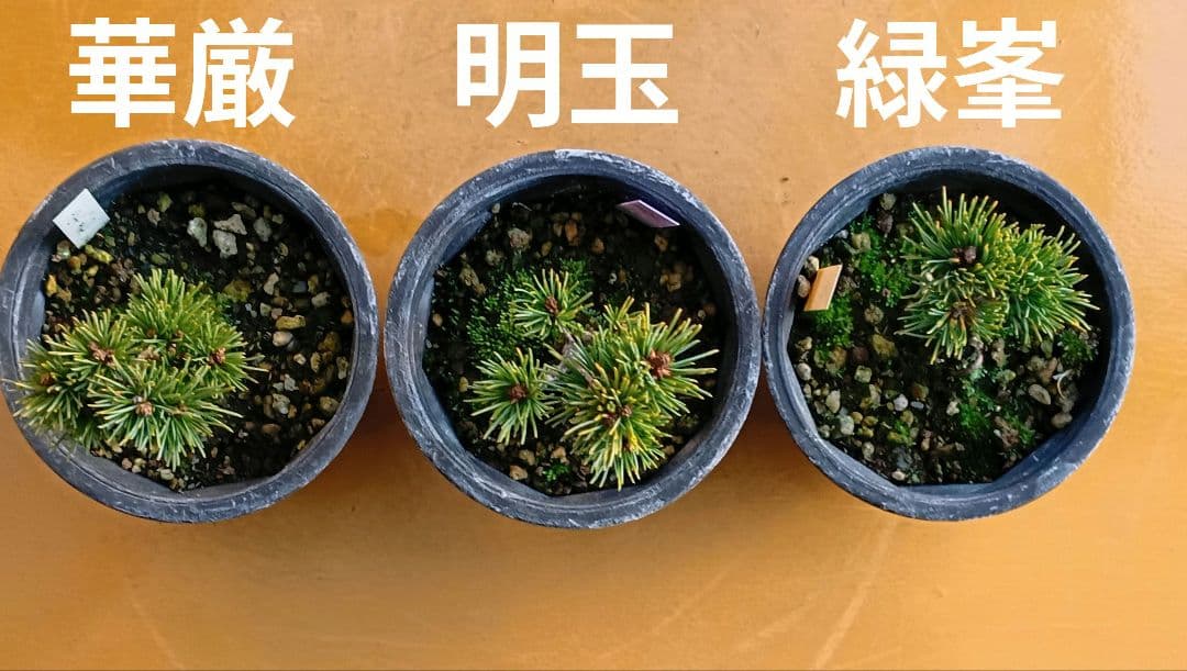 八房五葉松セット 10鉢