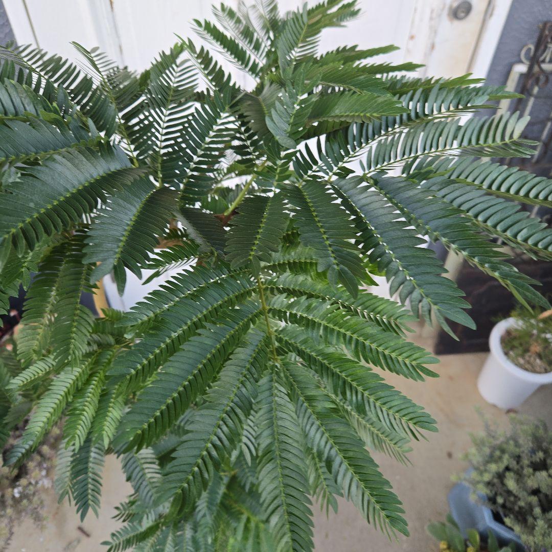 ③　エバーフレッシュ　曲がり仕立て　８号　特大苗木最高等級極上品‼️