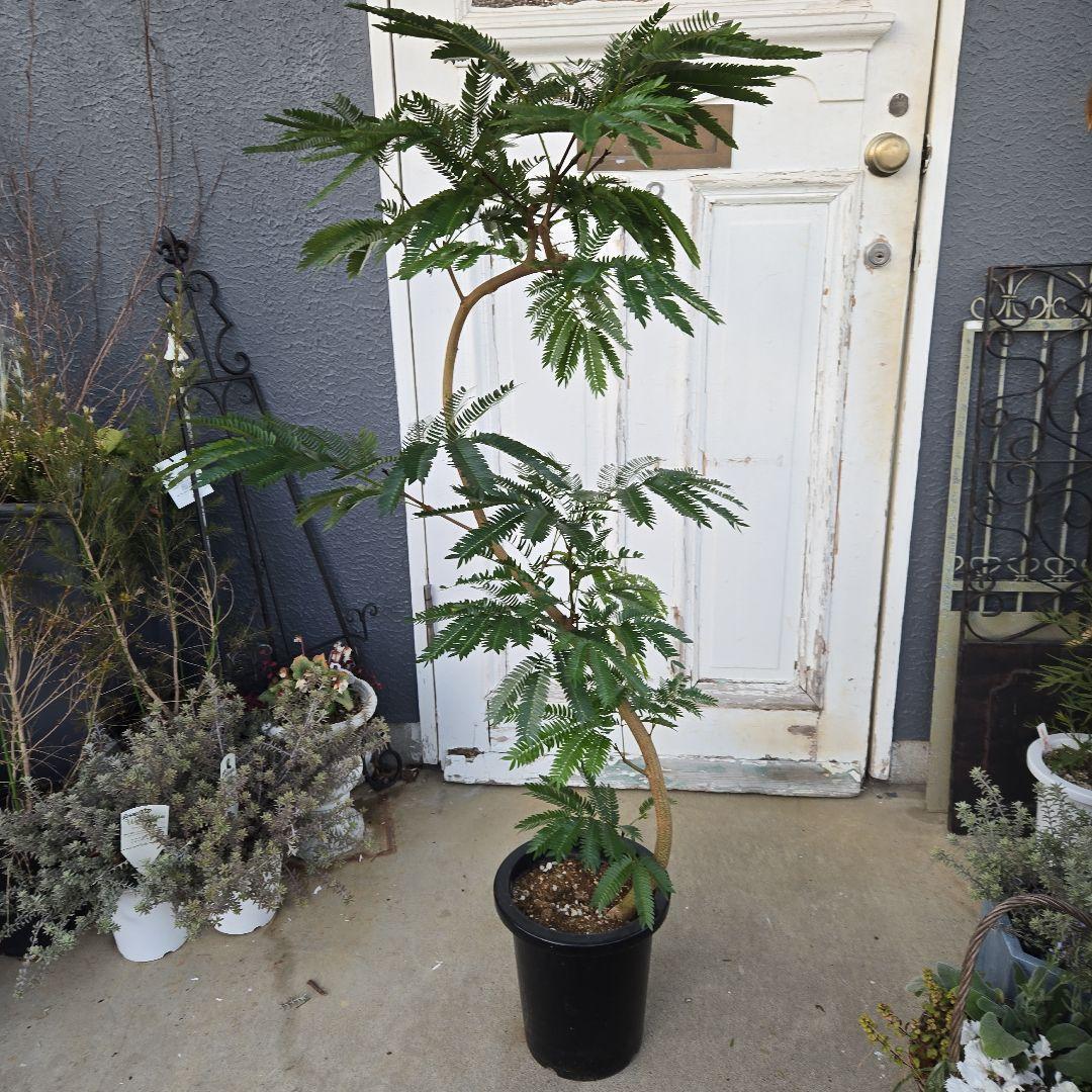 ③　エバーフレッシュ　曲がり仕立て　８号　特大苗木最高等級極上品‼️