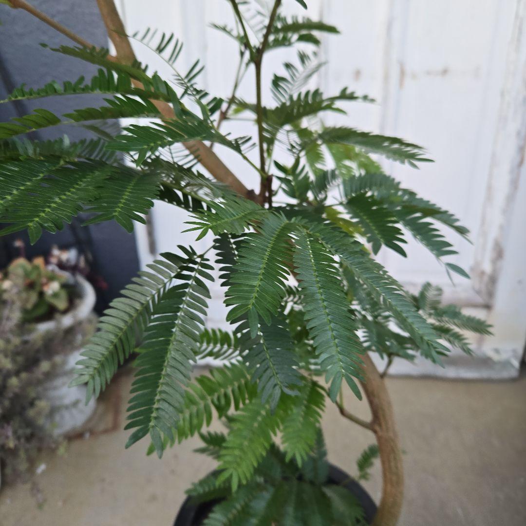 ③　エバーフレッシュ　曲がり仕立て　８号　特大苗木最高等級極上品‼️