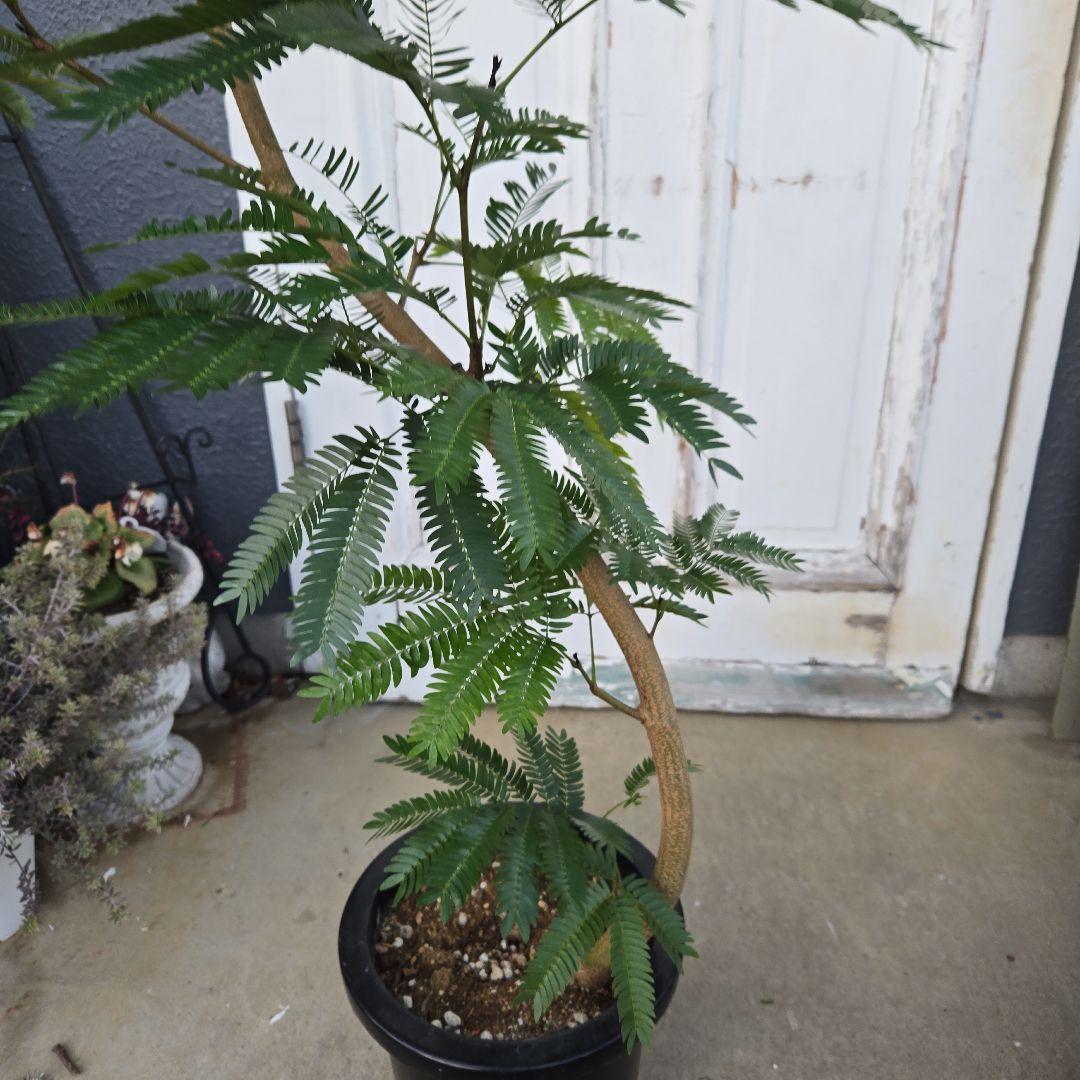 ③　エバーフレッシュ　曲がり仕立て　８号　特大苗木最高等級極上品‼️