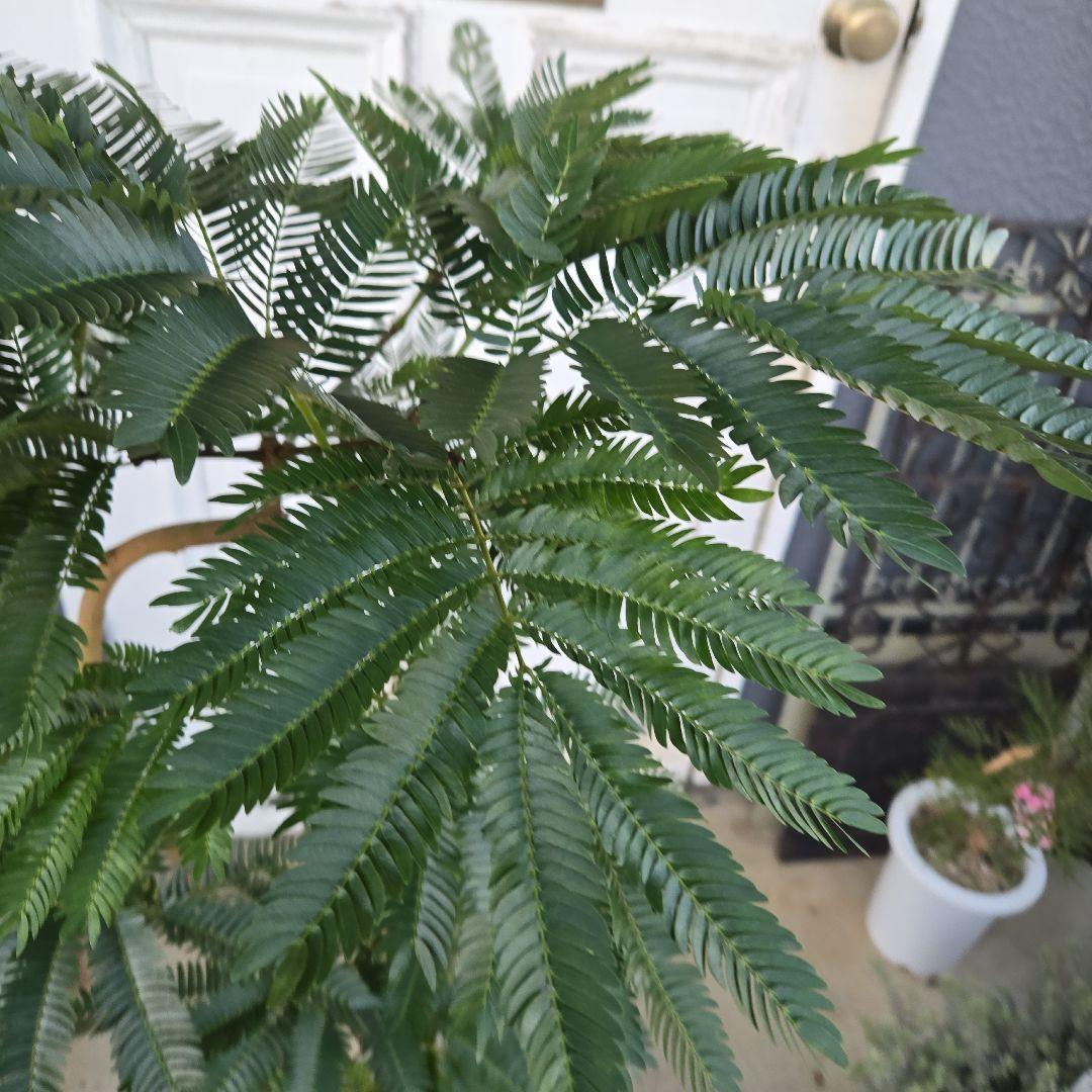 ③　エバーフレッシュ　曲がり仕立て　８号　特大苗木最高等級極上品‼️