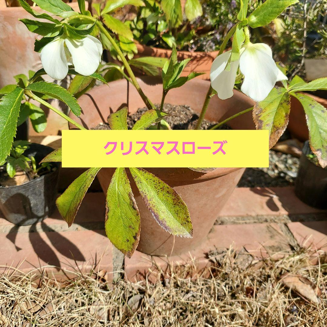 クリスマスローズ花苗 おまけ付き - メルカリ