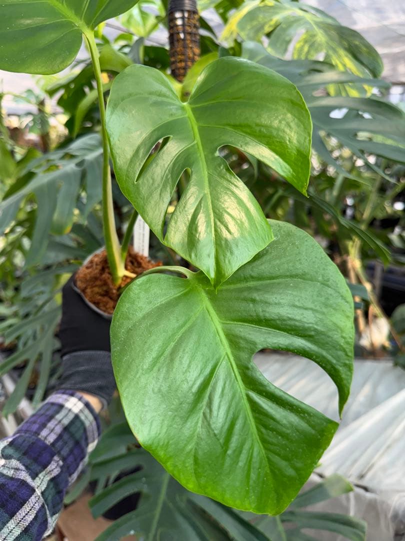 S5 モンステラ シエラナ 健康カット苗 - メルカリ
