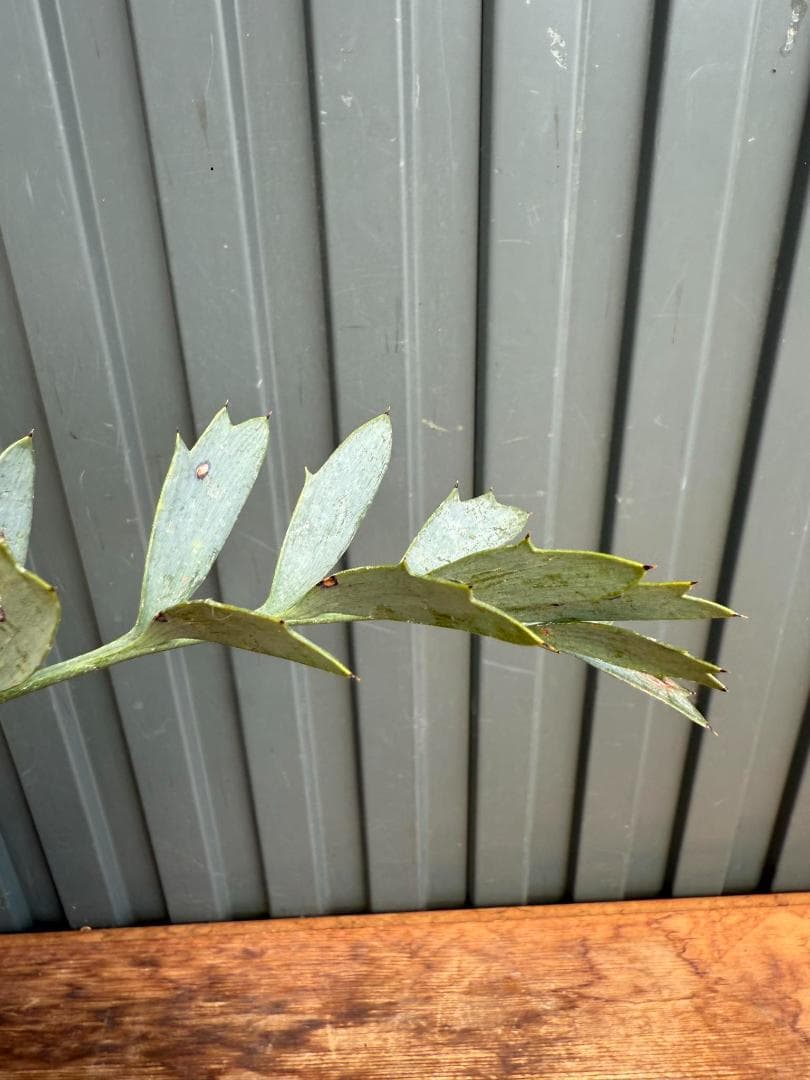 エンセファラルトス ホリダス