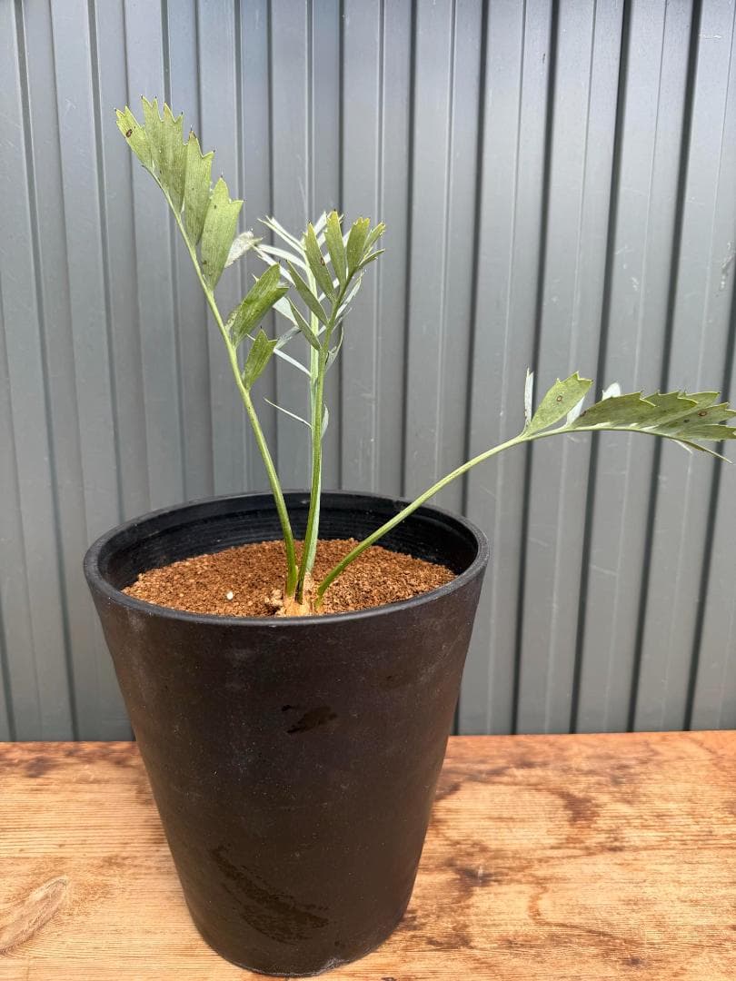 エンセファラルトス ホリダス