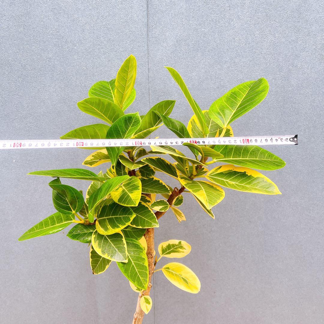 現品　フィカス　ゴムの木　アルテシマ　曲がり　5番　観葉植物　インテリアグリーン