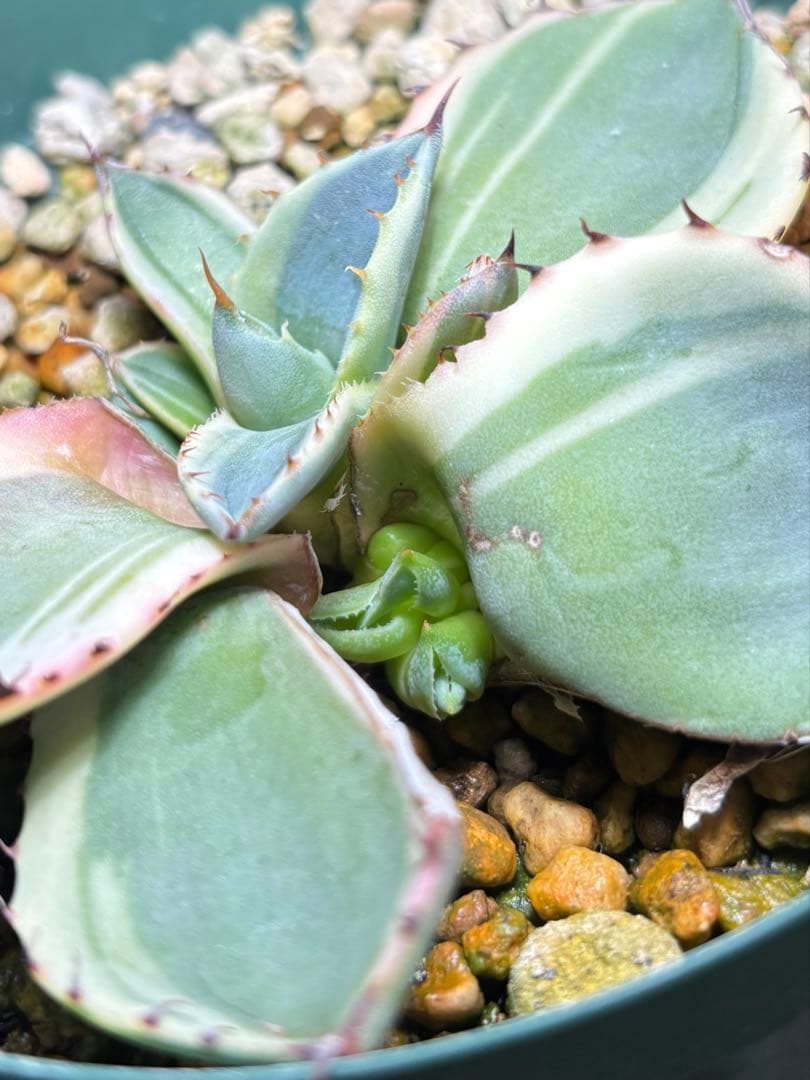 特別価格❗️ アガベ　パリー　トランカータ　オリザバ　親株ごと発送　子株5株以上