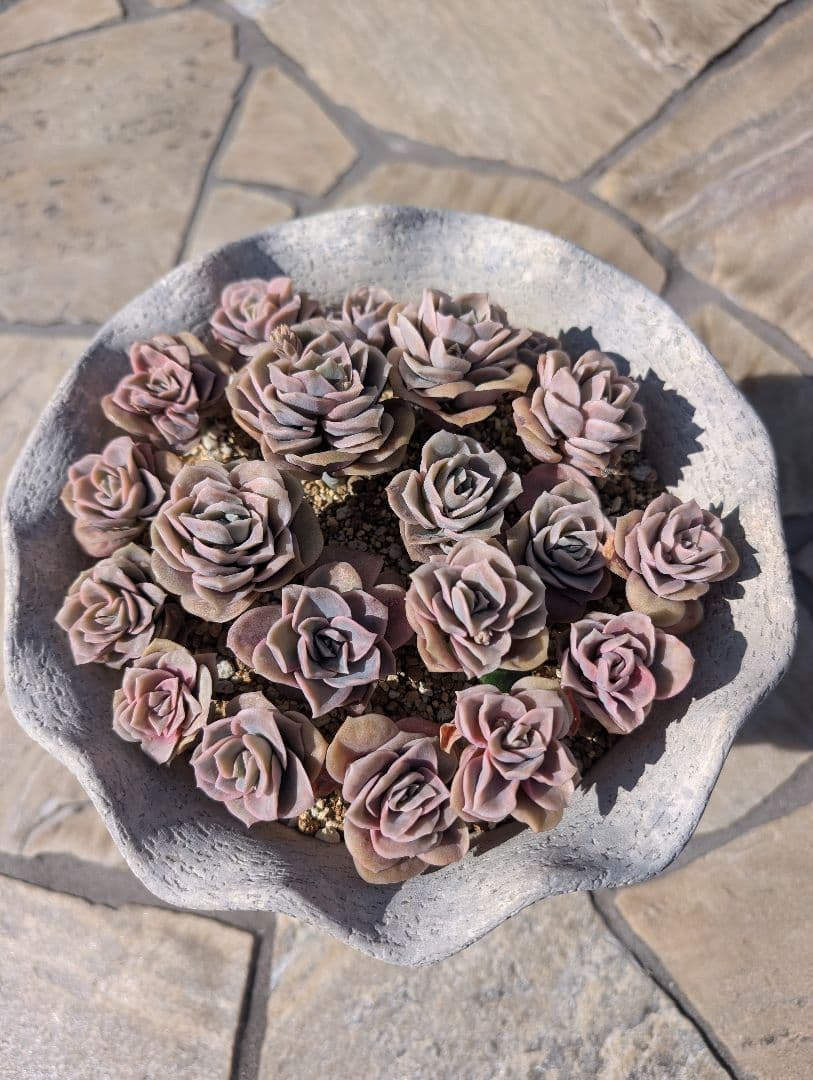 多肉植物 ピンクラブリーローズ 抜き苗で発送します。 - メルカリ