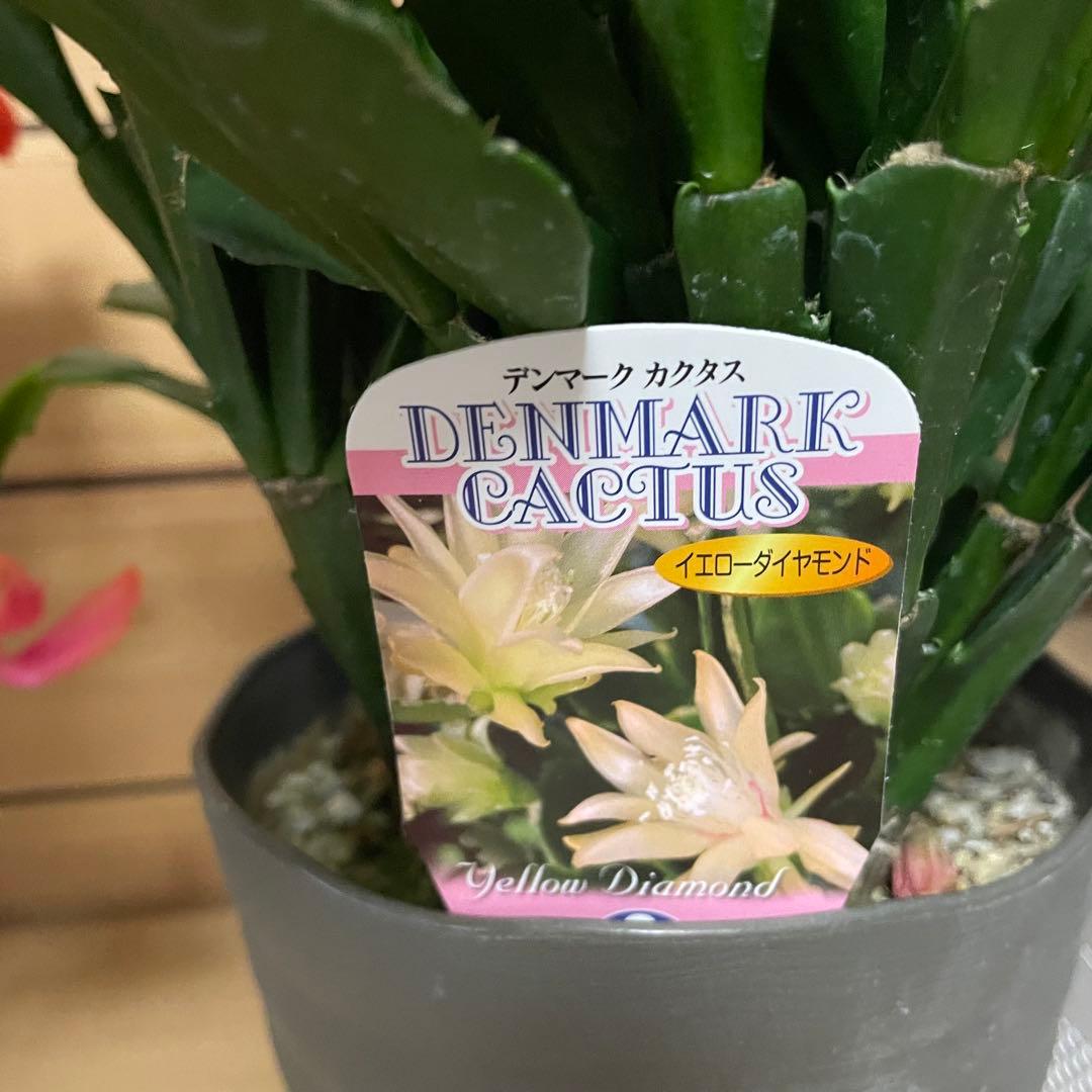 る*ん様 シャコバサボテン デンマークカクタス イエローダイヤモンド