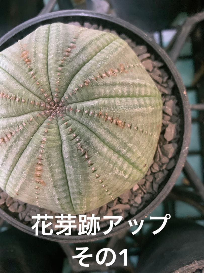 シンメトリカ 【 仔吹きタイプではない 】 8cm 大株扁平 # ユーフォルビア