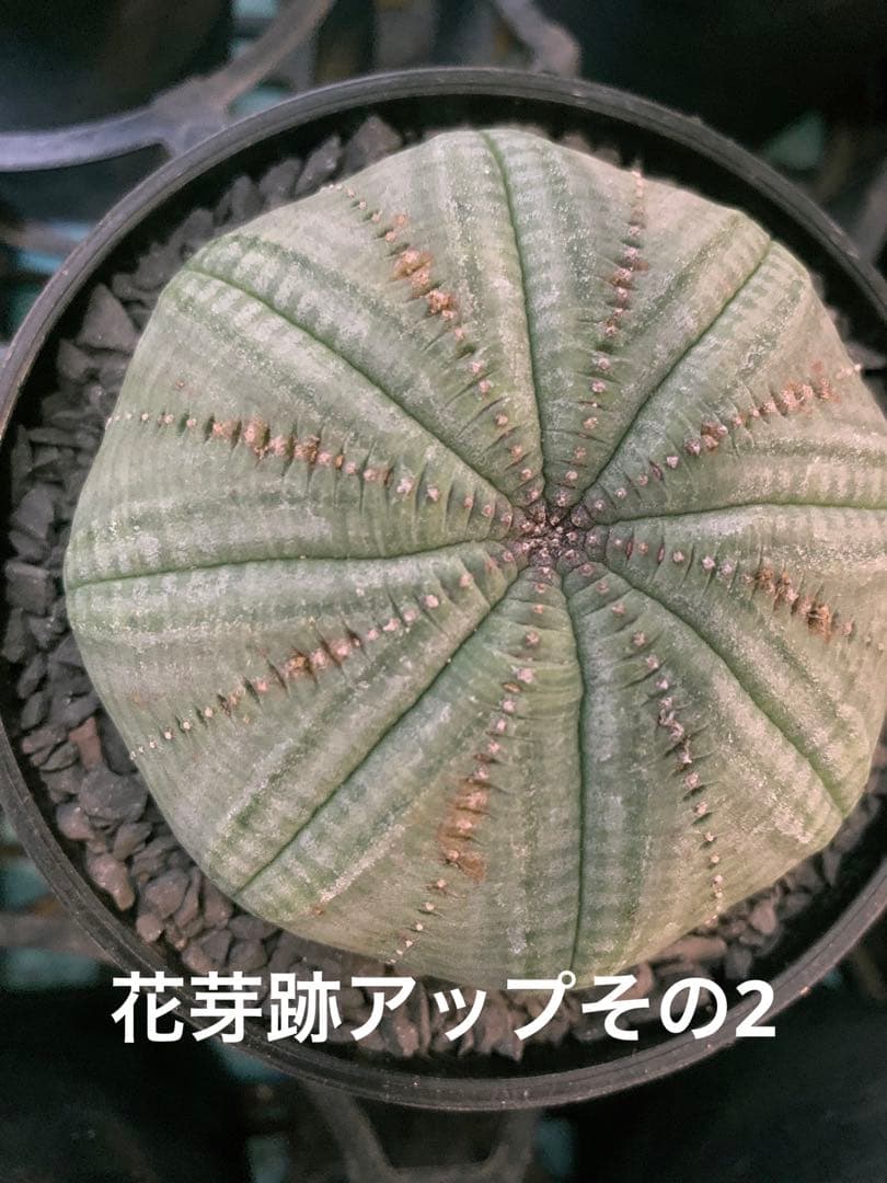 シンメトリカ 【 仔吹きタイプではない 】 8cm 大株扁平 # ユーフォルビア