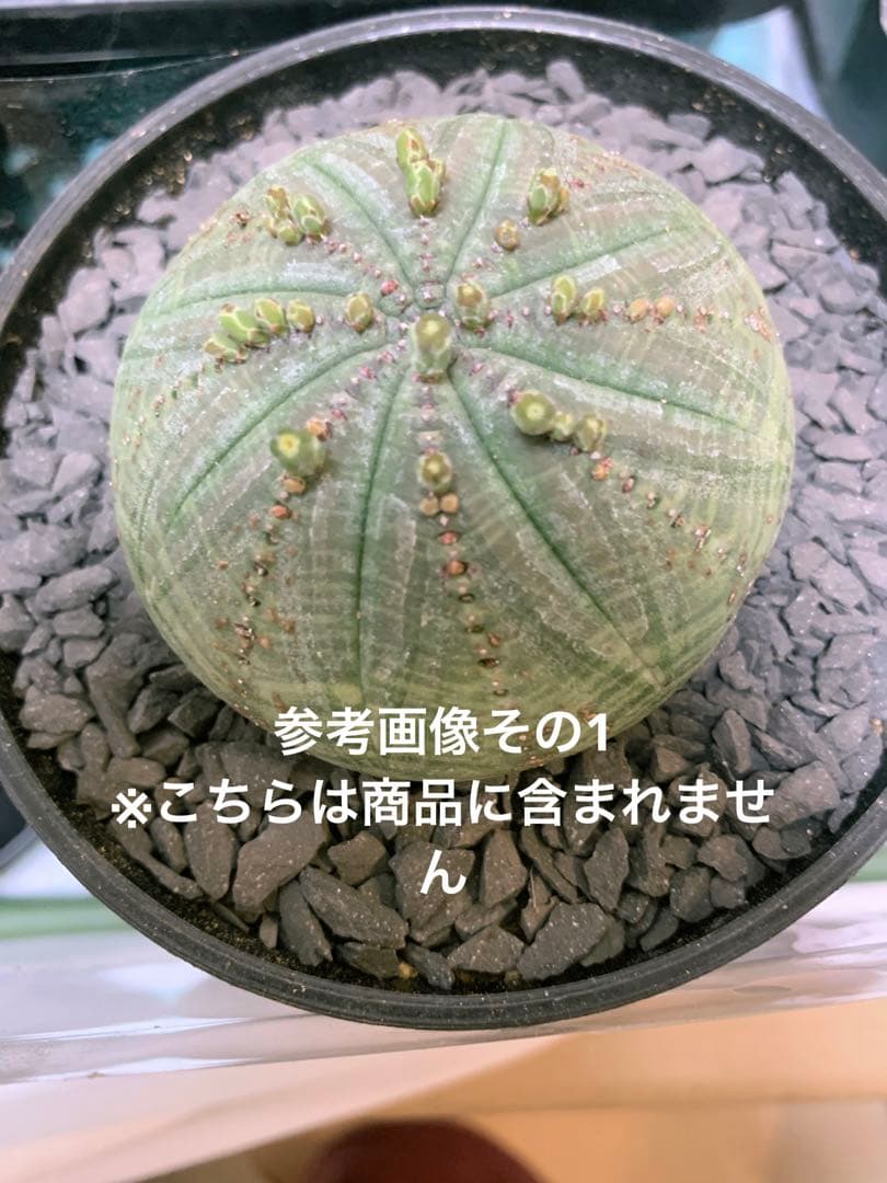 シンメトリカ 【 仔吹きタイプではない 】 8cm 大株扁平 # ユーフォルビア
