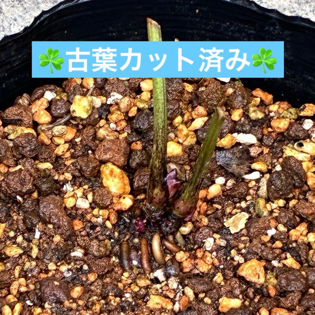 オ*ン様 ❤️根充実❤️沢山新芽❤️715❤️極上発色⭐️極上カップ⭐️【オドル