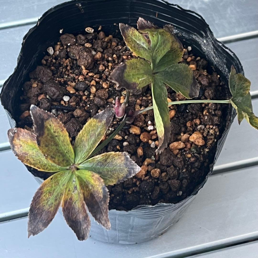 オ*ン様 ❤️根充実❤️沢山新芽❤️715❤️極上発色⭐️極上カップ⭐️【オドル