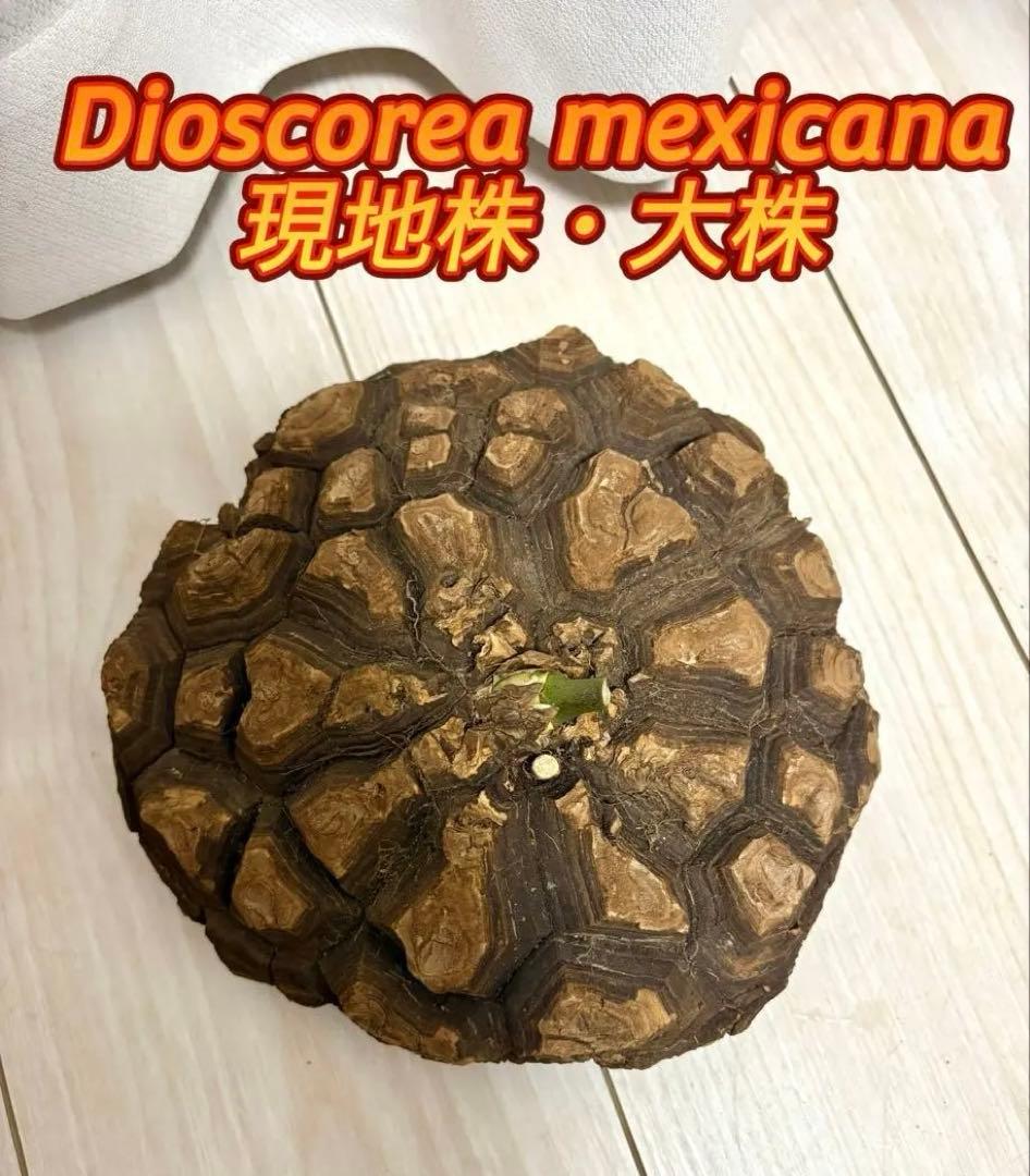 メキシコ亀甲竜 レア Dioscorea mexicana 現地株 大株 未発根 - メルカリ