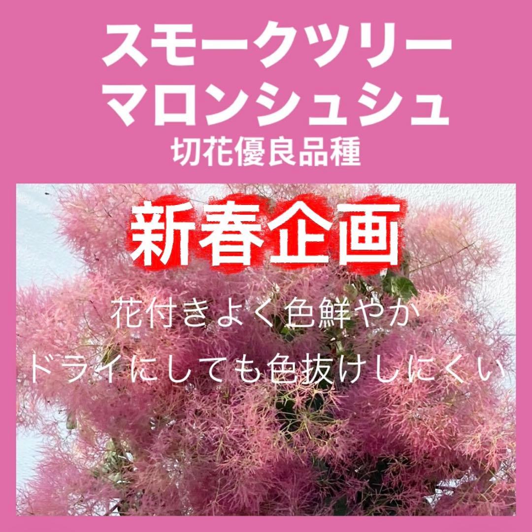おまとめ 全4点 スモークツリー 苗 苗木 雌株