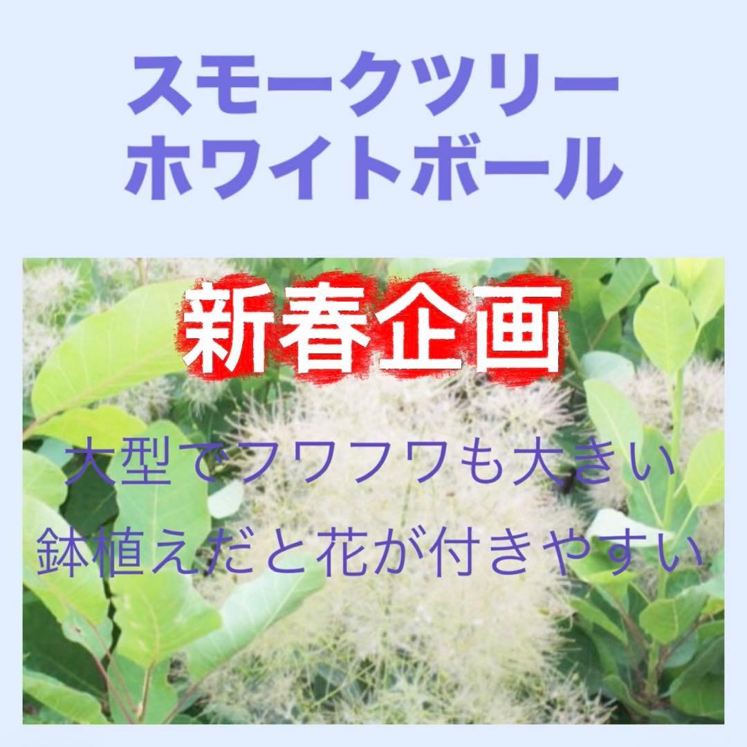 おまとめ 全4点 スモークツリー 苗 苗木 雌株