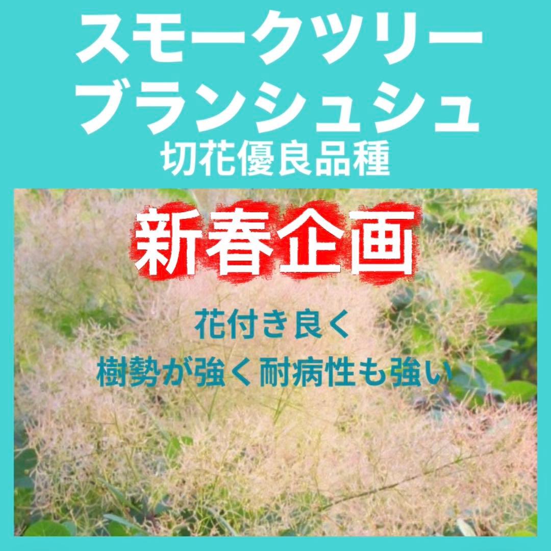 おまとめ 全4点 スモークツリー 苗 苗木 雌株